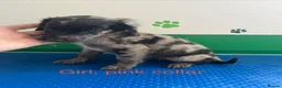 Mixed Breed dogs for sale: Fantastic Sprockerpoos - Advert 5