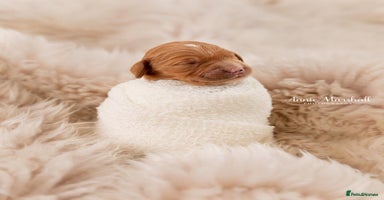Mini Goldendoodle dogs - Advert 1