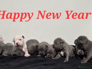 Staffordshire Bull Terrier dogs Blue staffie puppies 🐶 - Advert 8