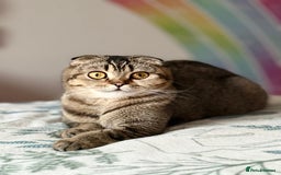 Scottish Fold cats for sale: Scotish fold - Image 6