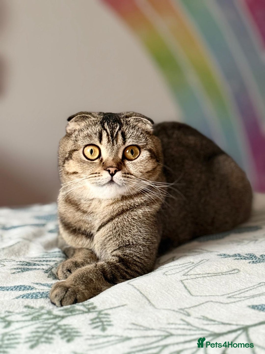 Scottish Fold cats for sale: Scotish fold - Image 6