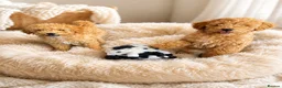 Mixed Breed dogs for sale: Fun little poodle pups - Advert 3