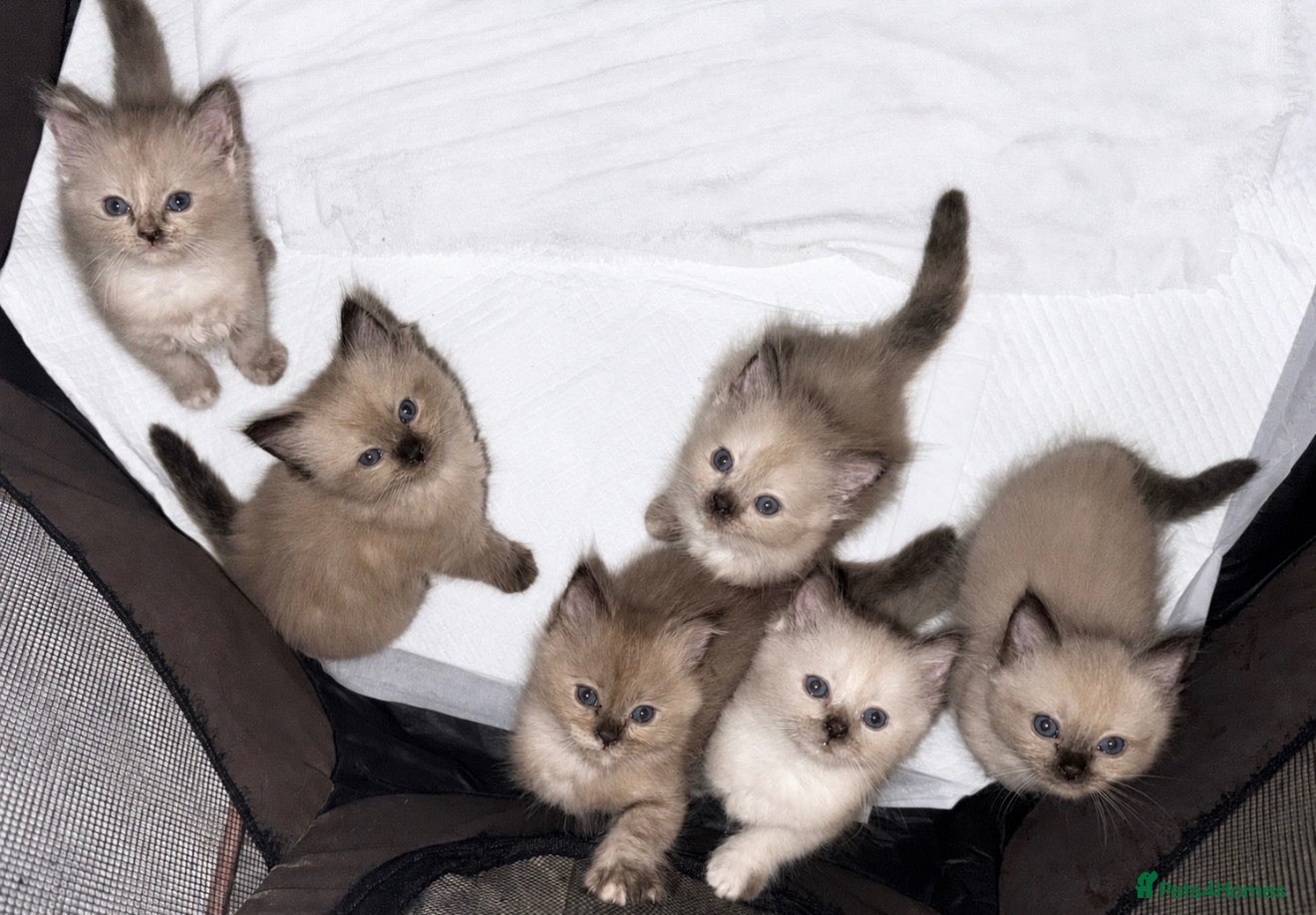 Ragdoll cats Ragdoll kittens  - Advert 11