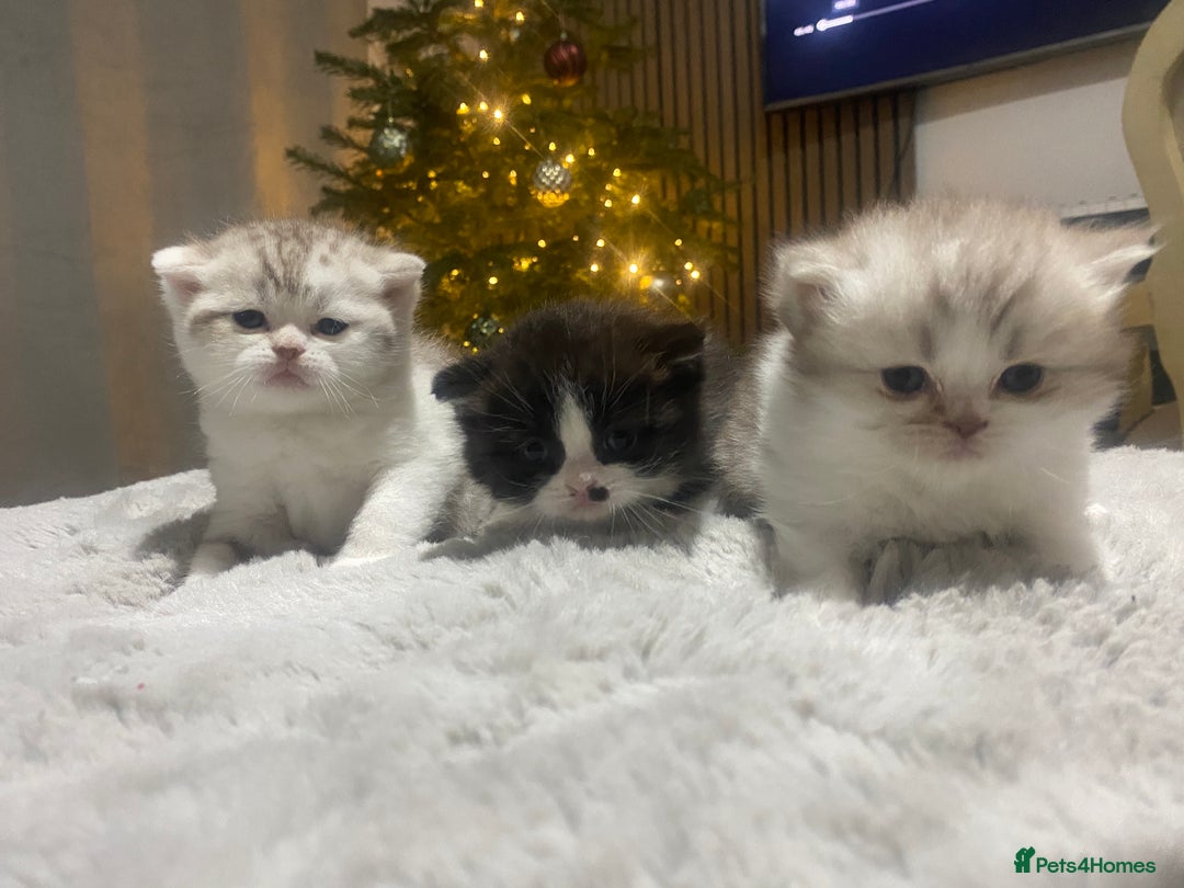 British Shorthair cats for sale: British shorthair longhair TICA boys tabby bio - Advert 1