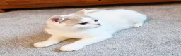 British Shorthair cats for sale: Gorgeous loving purr machines  - Advert 10