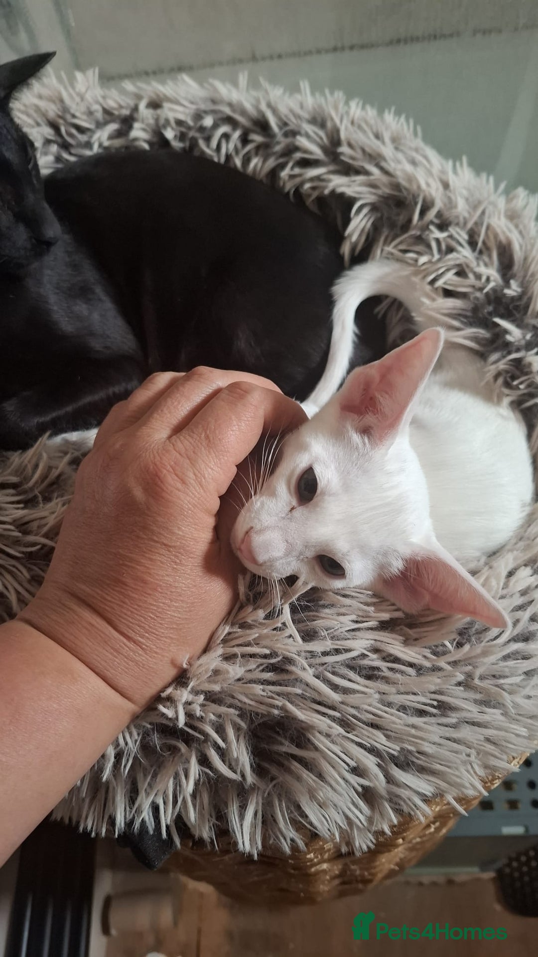 Oriental cats for sale: Absolutly loving beautiful oriental kittens - Image 9