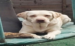 Labrador Retriever dogs for sale: KC registered chocolate puppies  - Image 10