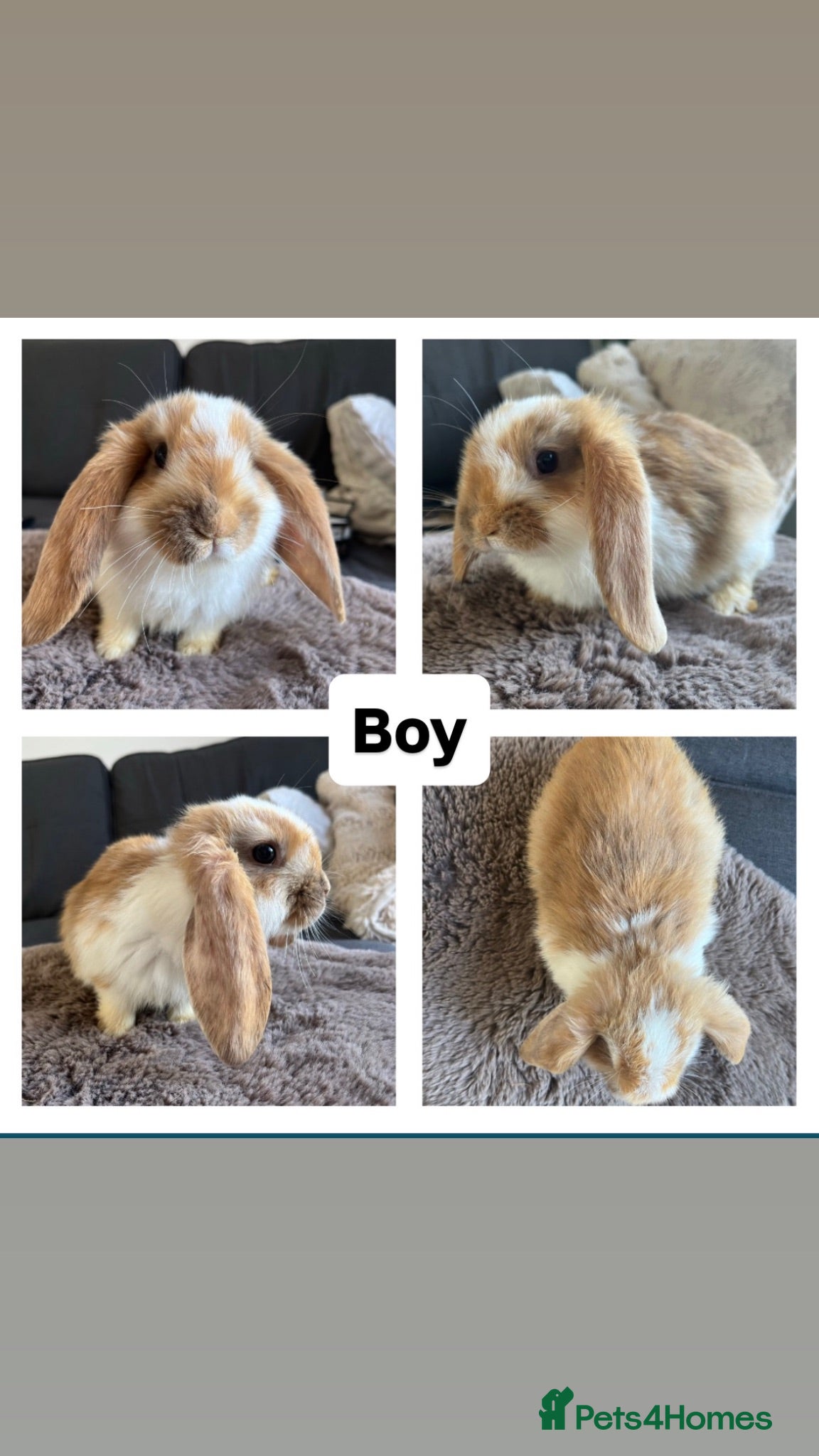 French Lop rabbits 🐰 Full breed French Lops Ready to Leave 🐰 - Advert 2