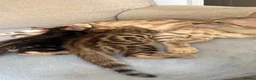 Bengal cats for sale: 🐾 Beautiful Bengal Kittens 🐾 - Advert 2