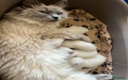 Ragdoll cats for sale: Ragdoll kittens - Image 11