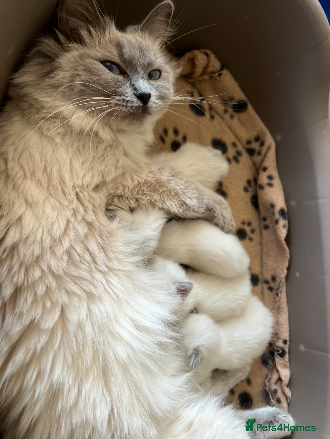 Ragdoll cats for sale: Ragdoll kittens - Image 11