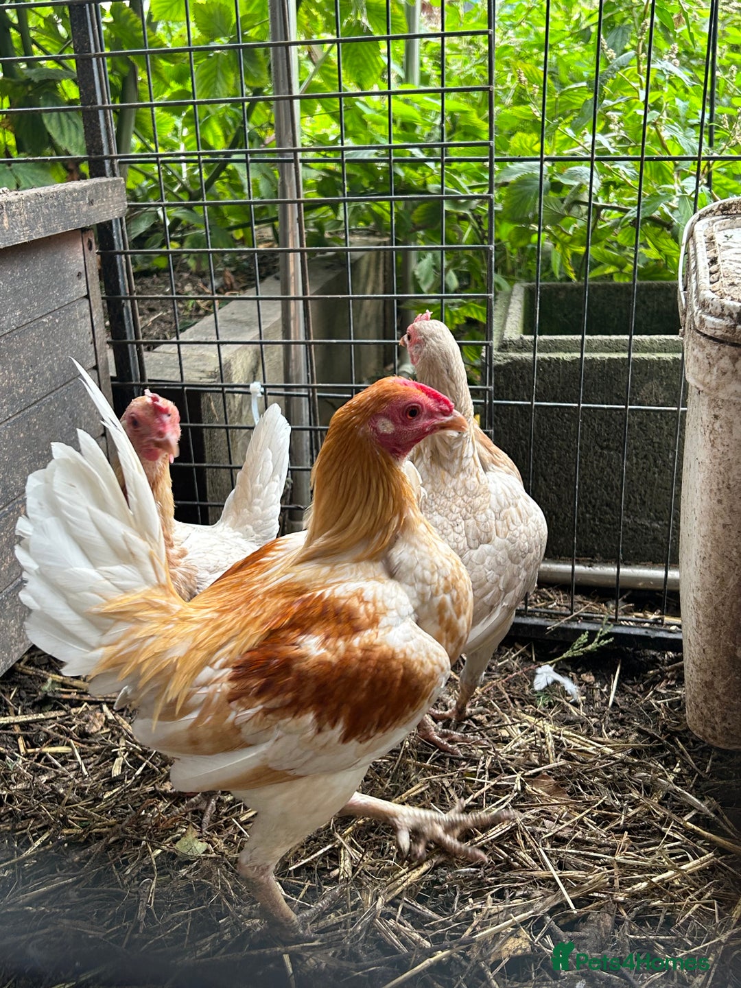 Chickens poultry for sale: Old English game bantams  - Image 3