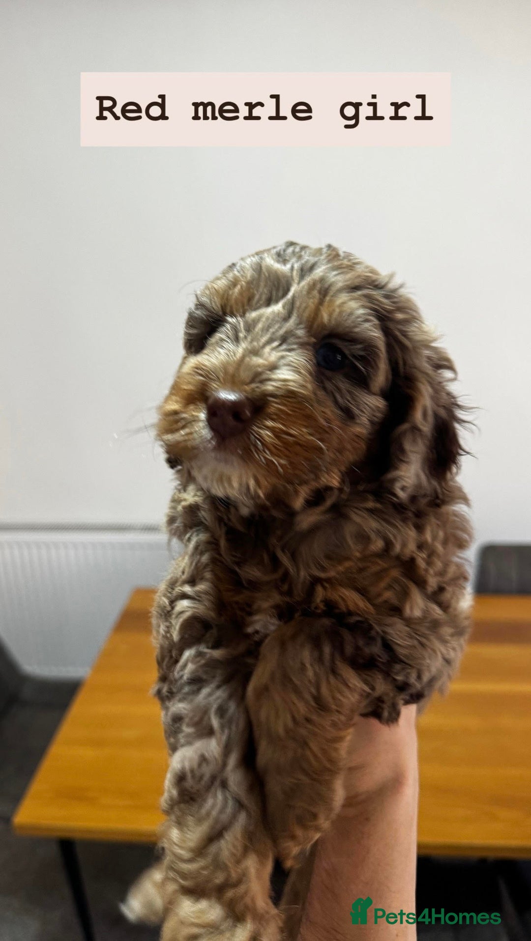 Cockapoo dogs for sale: Adorable F2 Cockapoo Puppies, Ready 12 Oct - Image 19