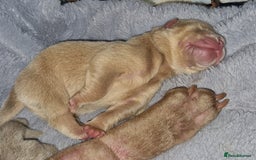 Shar Pei dogs for sale: Male Shar peis - Image 12