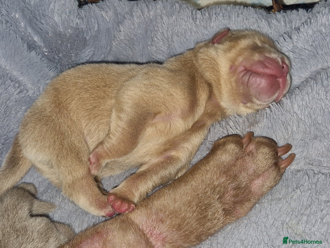 Shar Pei dogs for sale: Male Shar peis - Image 12