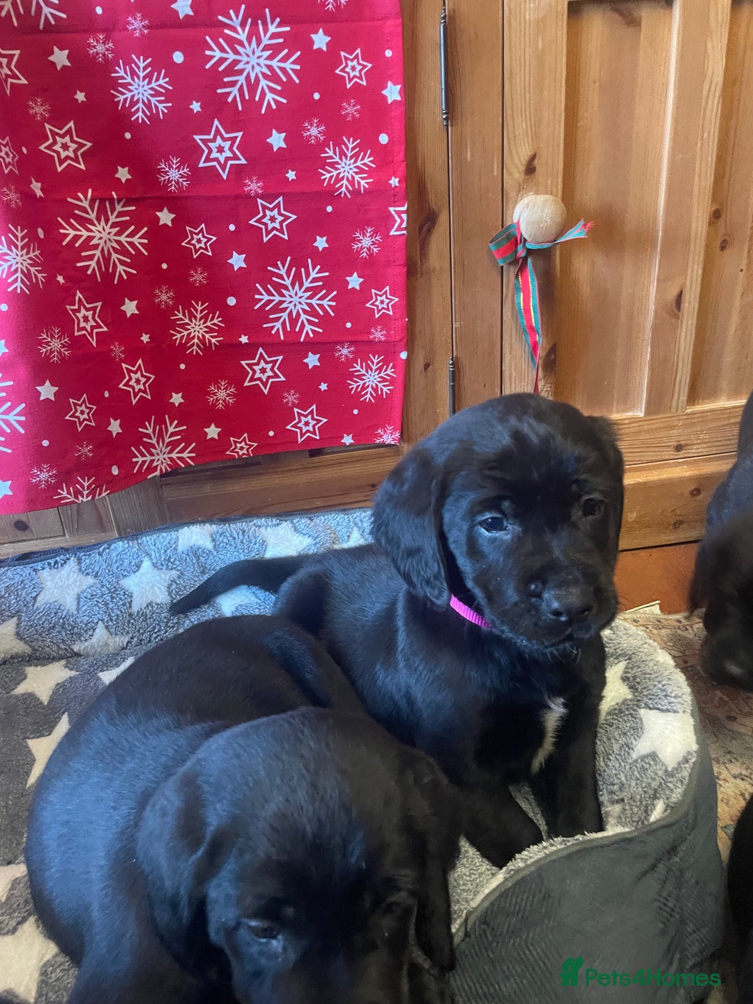 Springador dogs for sale: Beautiful Springador Puppies  - Advert 10