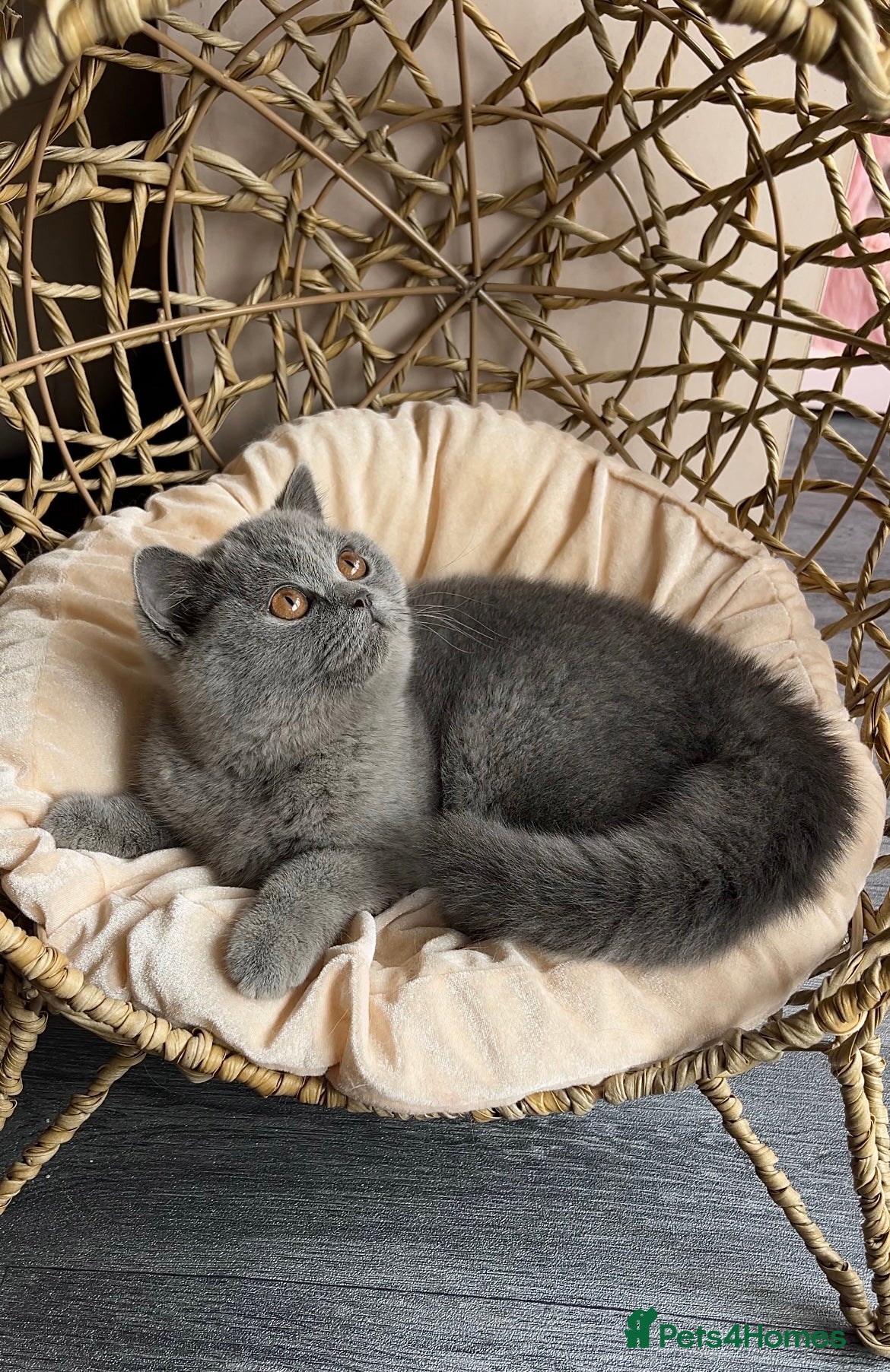 British Shorthair cats Available Last gorgeous blue girl!💙 - Advert 16