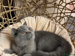 British Shorthair cats Available Last gorgeous blue girl!💙 - Advert 16