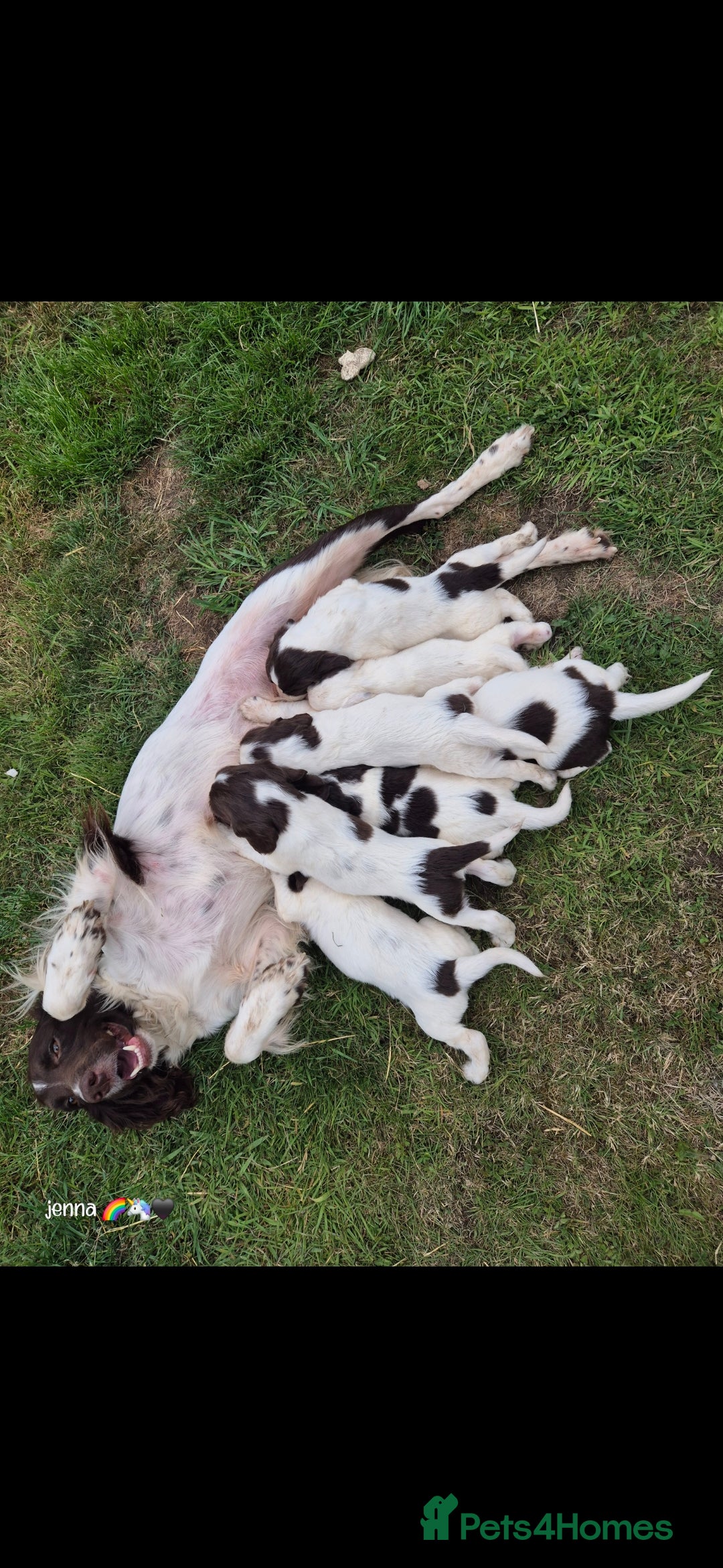 Sprocker dogs for sale: Beautiful sprocker pups  - Image 14