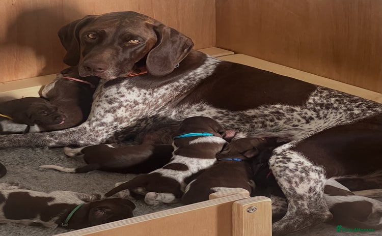German Shorthaired Pointer dogs - Advert 1