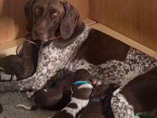 German Shorthaired Pointer dogs - Advert 34