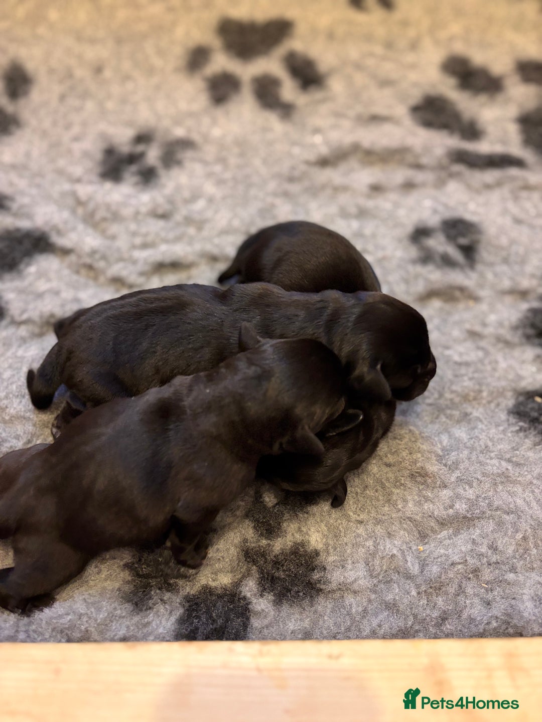 Labrador Retriever dogs for sale: Black KC Reg Labrador puppies for sale  - Image 5