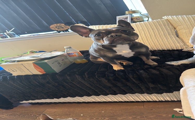 French Bulldog dogs - Advert 1