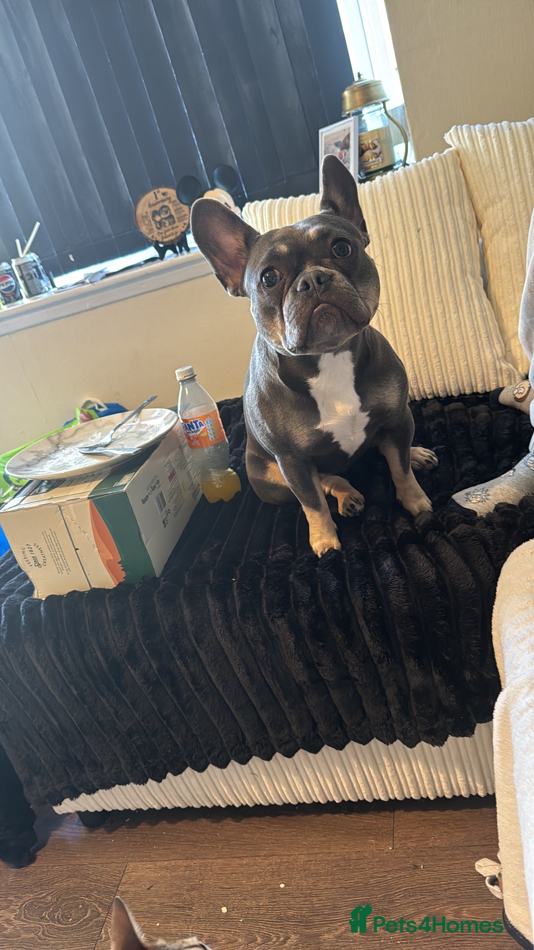 French Bulldog dogs for sale: 1 and half year old French bulldog - Image 1