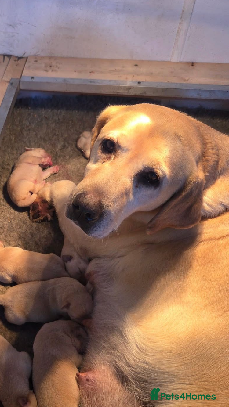 Labrador Retriever dogs Stunning Yellow Puppies - Advert 13