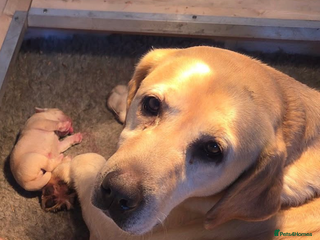 Labrador Retriever dogs Stunning Yellow Puppies - Advert 6