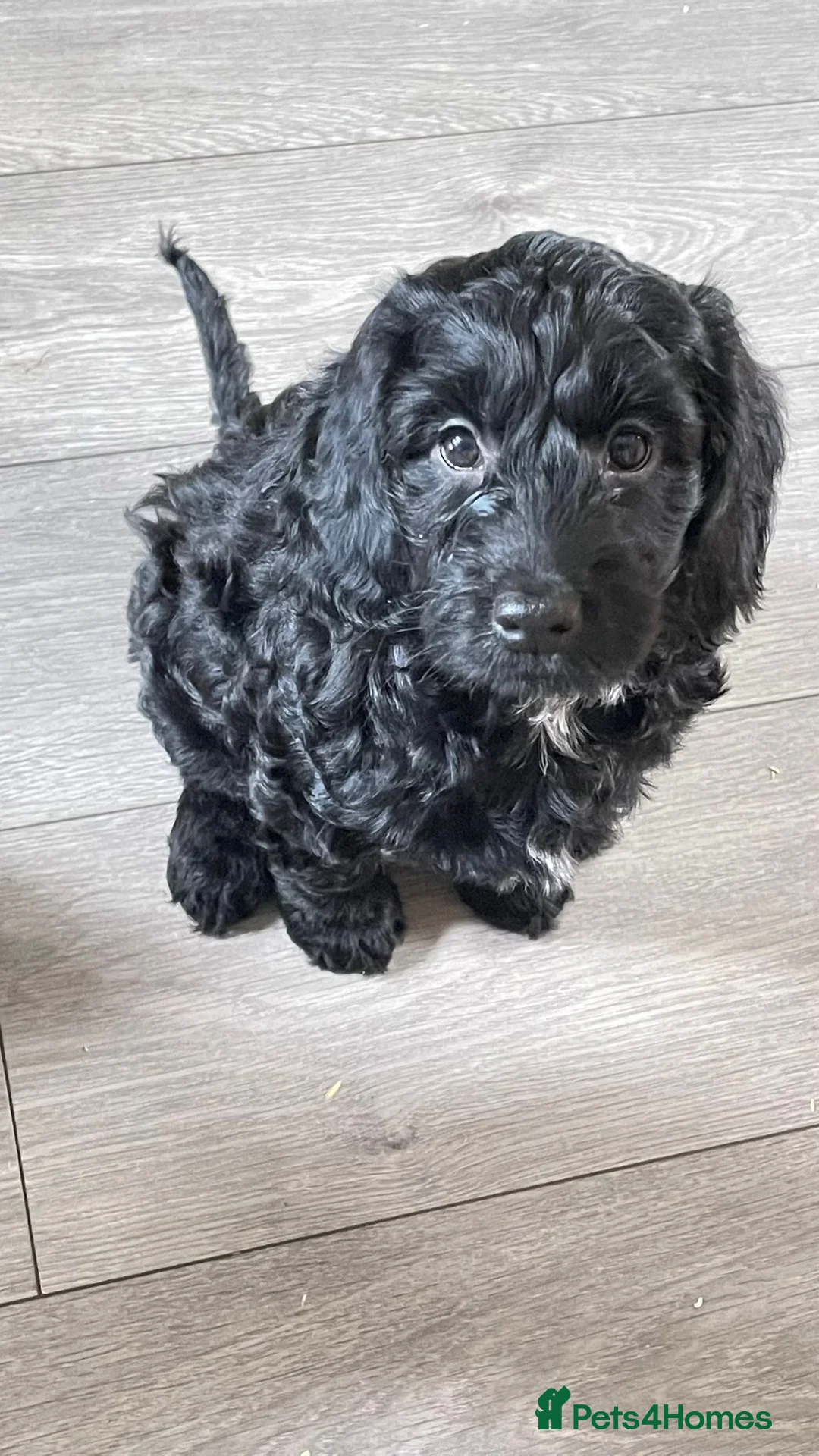 Mixed Breed dogs for sale: Two sprocker poos - Advert 5