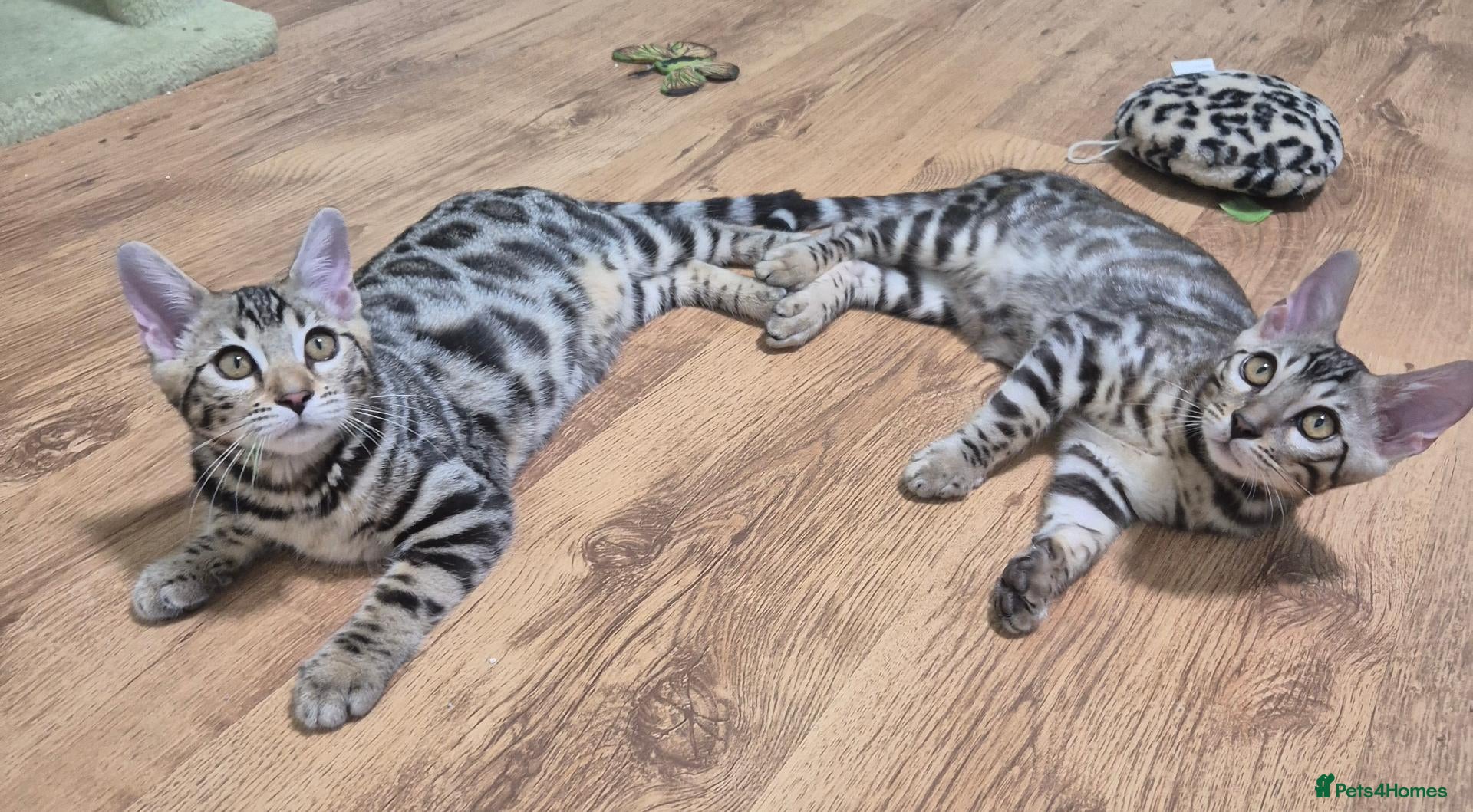 Bengal cats 🥰 2 Gorgeous Bengal Kittens  TICA registered 🥰🫶 - Advert 2