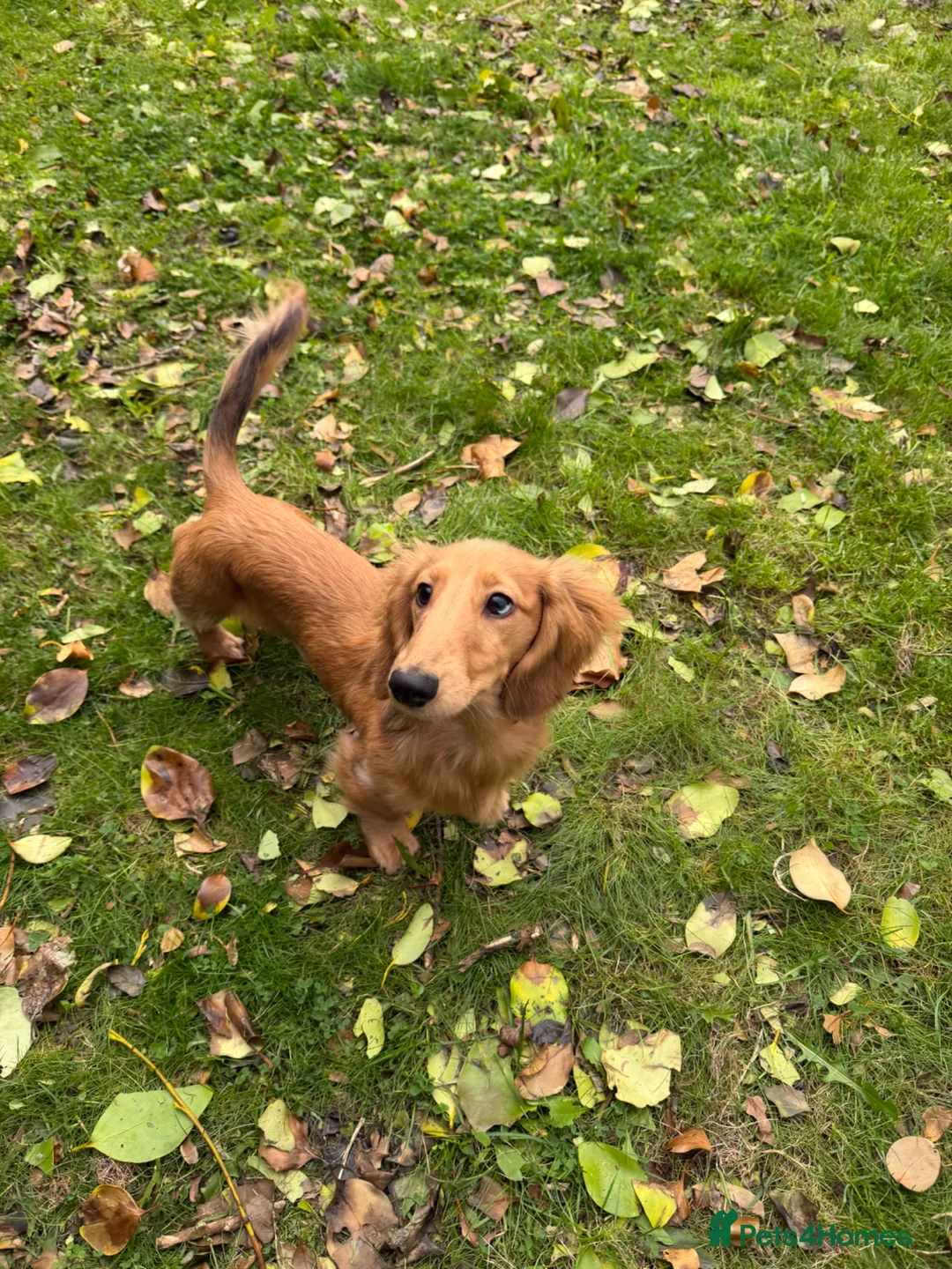 Miniature Dachshund dogs for stud: Miniature dachshund long haired KC registered  - Advert 1
