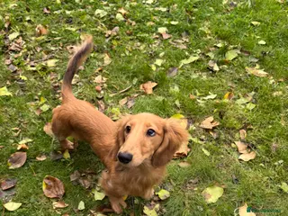 Miniature Dachshund dogs Miniature dachshund long haired KC registered - Advert 3