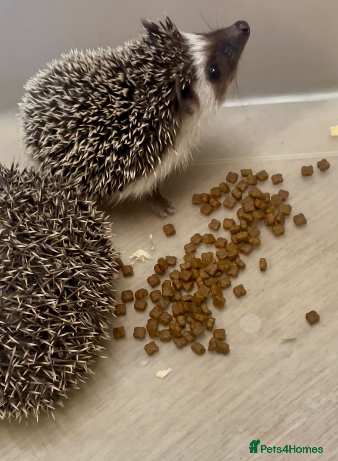 Pygmy Hedgehog rodents for sale: Beautiful Male & Female APH Baby Hedgehogs   - Advert 1