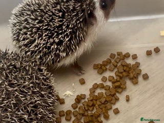 Pygmy Hedgehog rodents Beautiful Male & Female APH Baby Hedgehogs - Advert 1