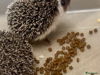 Pygmy Hedgehog rodents Beautiful Male & Female APH Baby Hedgehogs - Advert 15