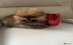 Pomeranian dogs for sale: Pomeranian  puppies  - Image 2