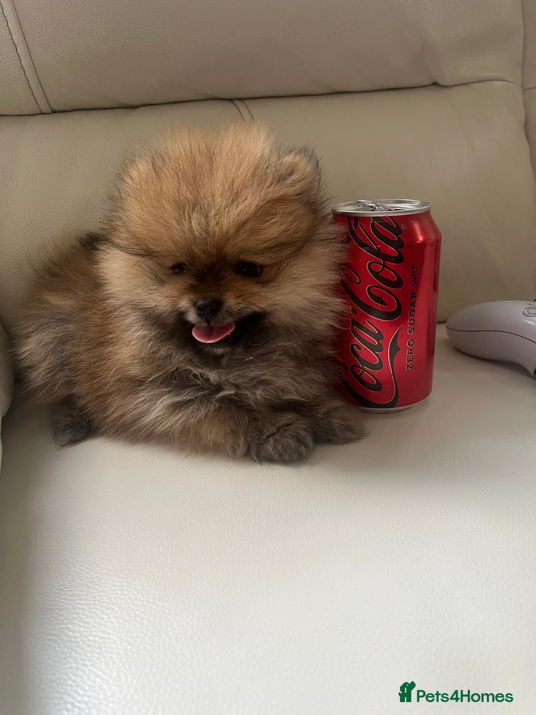 Pomeranian dogs for sale: Pomeranian  puppies  - Image 2