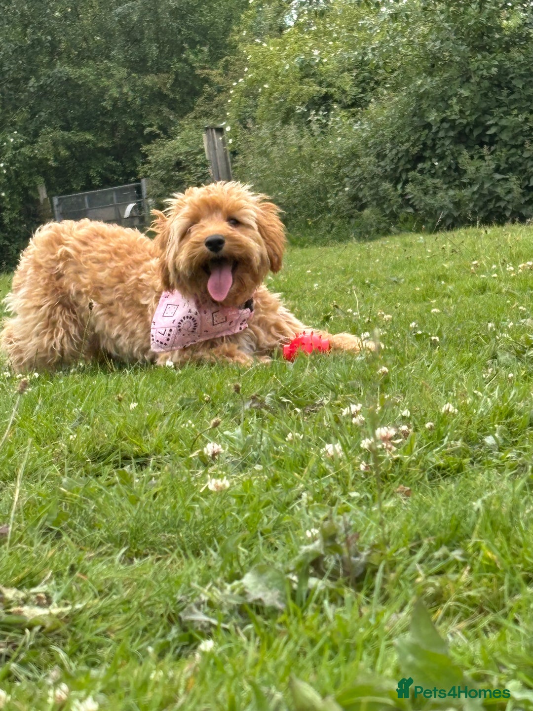 Cockapoo dogs for sale: Cockapoo - Advert 5