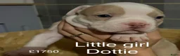 American Bully dogs for sale: Our Pocket Bully puppies  - Advert 5