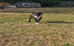Mixed Breed dogs for sale: Staff x American Mastiff in Chelmsford - Image 32