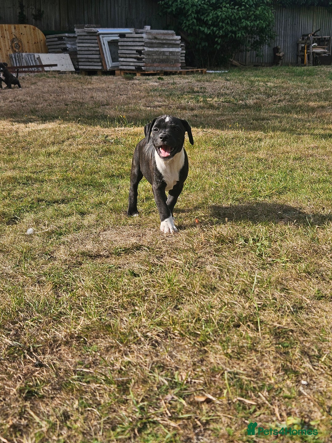Mixed Breed dogs for sale: Staff x American Mastiff in Chelmsford - Image 32