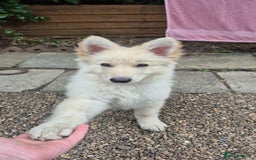 German Shepherd dogs for sale: German shepherd puppy for sale - Image 3
