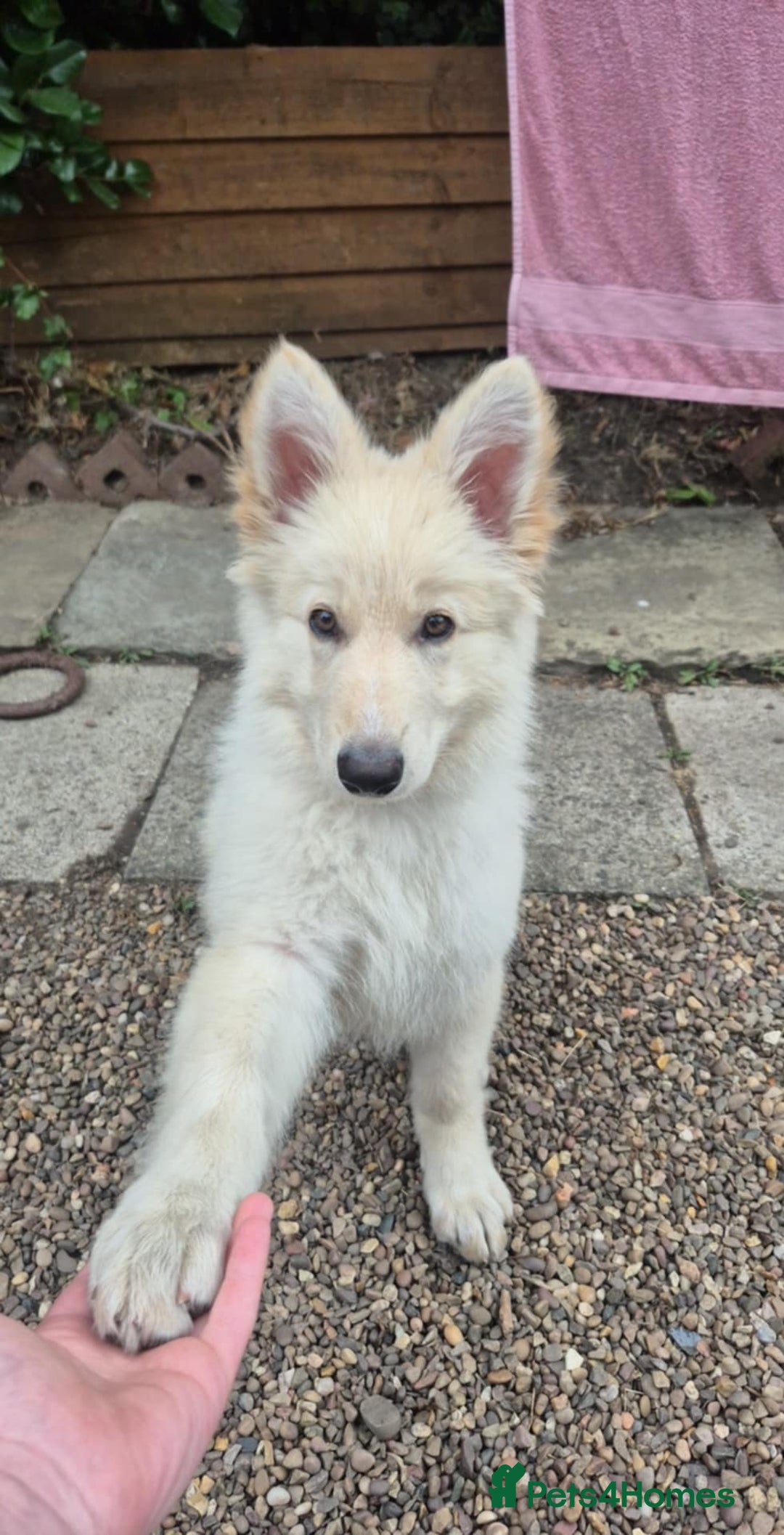 German Shepherd dogs for sale: German shepherd puppy for sale - Image 3