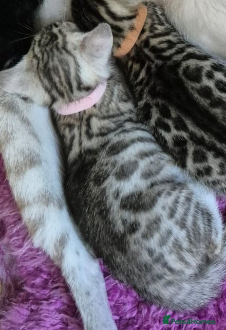 Bengal cats Beautiful Bengal Kittens Snow, Silver and Brown  - Advert 2