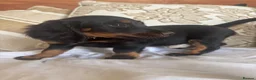 Miniature Dachshund dogs for sale: Beautiful miniature dachshunds - Advert 7