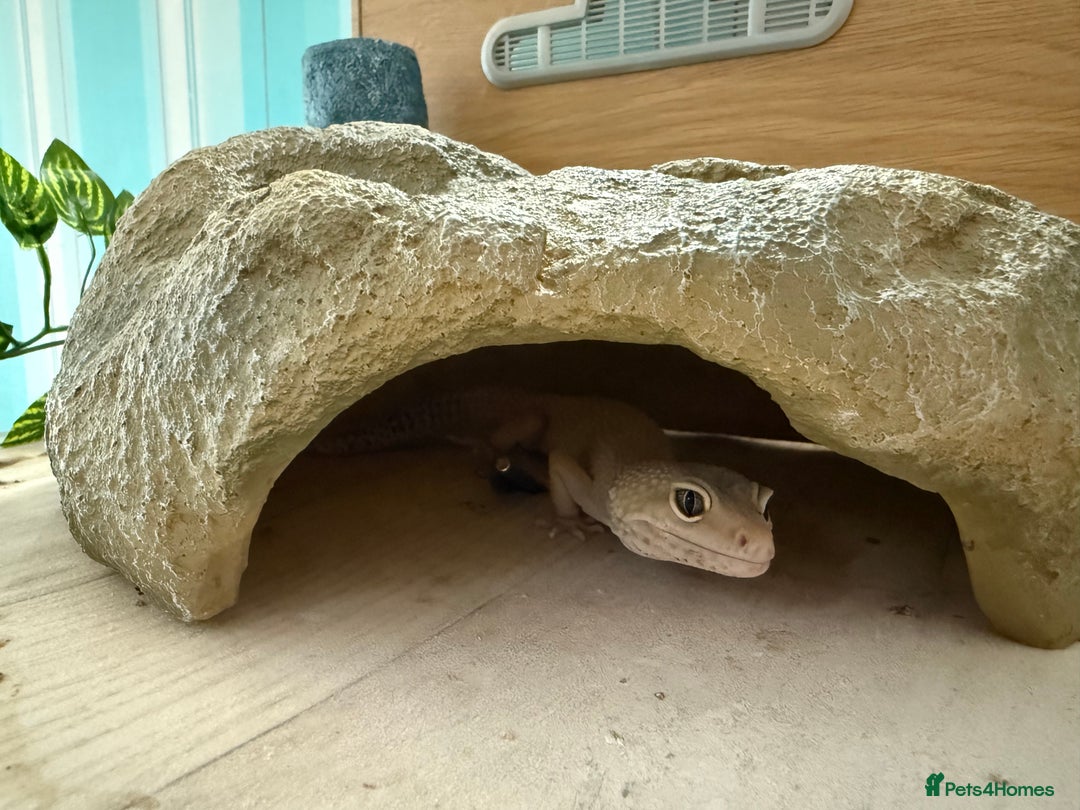 Leopard Gecko reptiles for sale: Leopard gecko  - Image 4