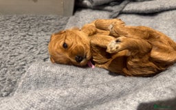 Cavapoo dogs for sale: Gorgeous Cavapoo Girl looking for loving home - Image 9