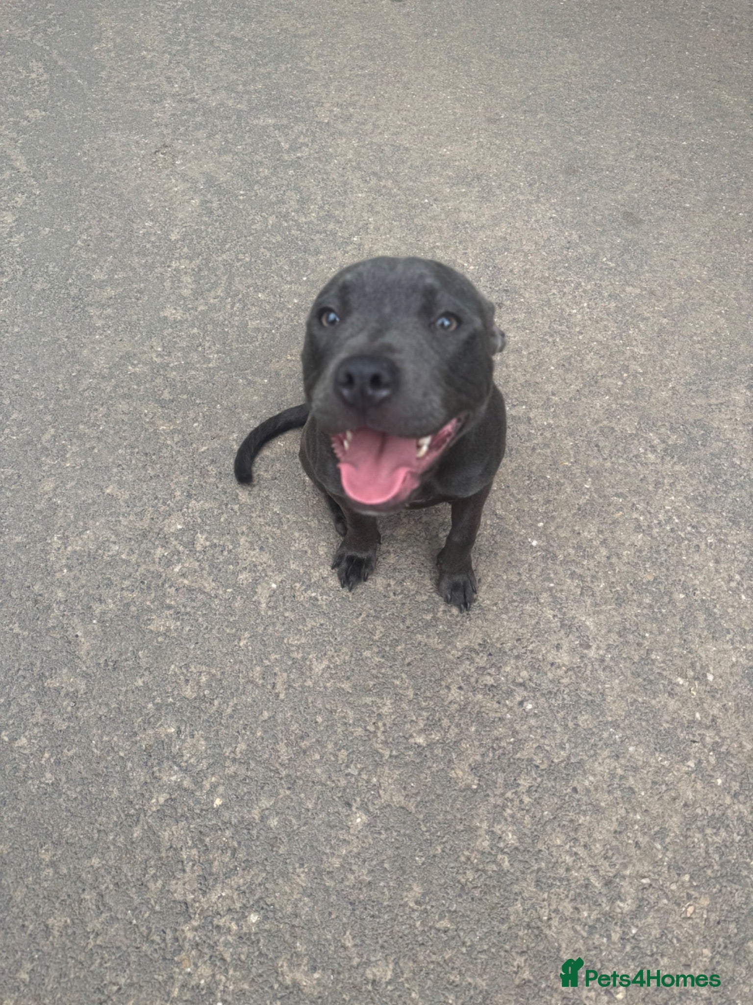 Staffordshire Bull Terrier dogs 1.5 year old beautiful  female blue  staffy - Advert 1